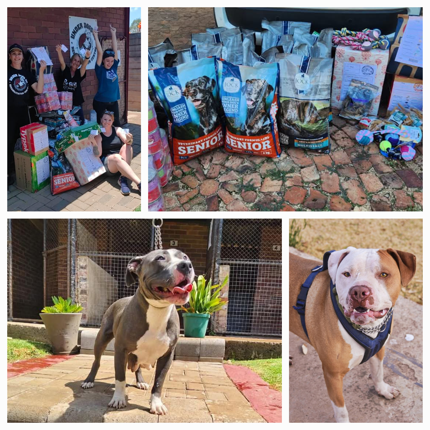 UnderDogs SA Pitbull Rescue & Rehabilitation Centr